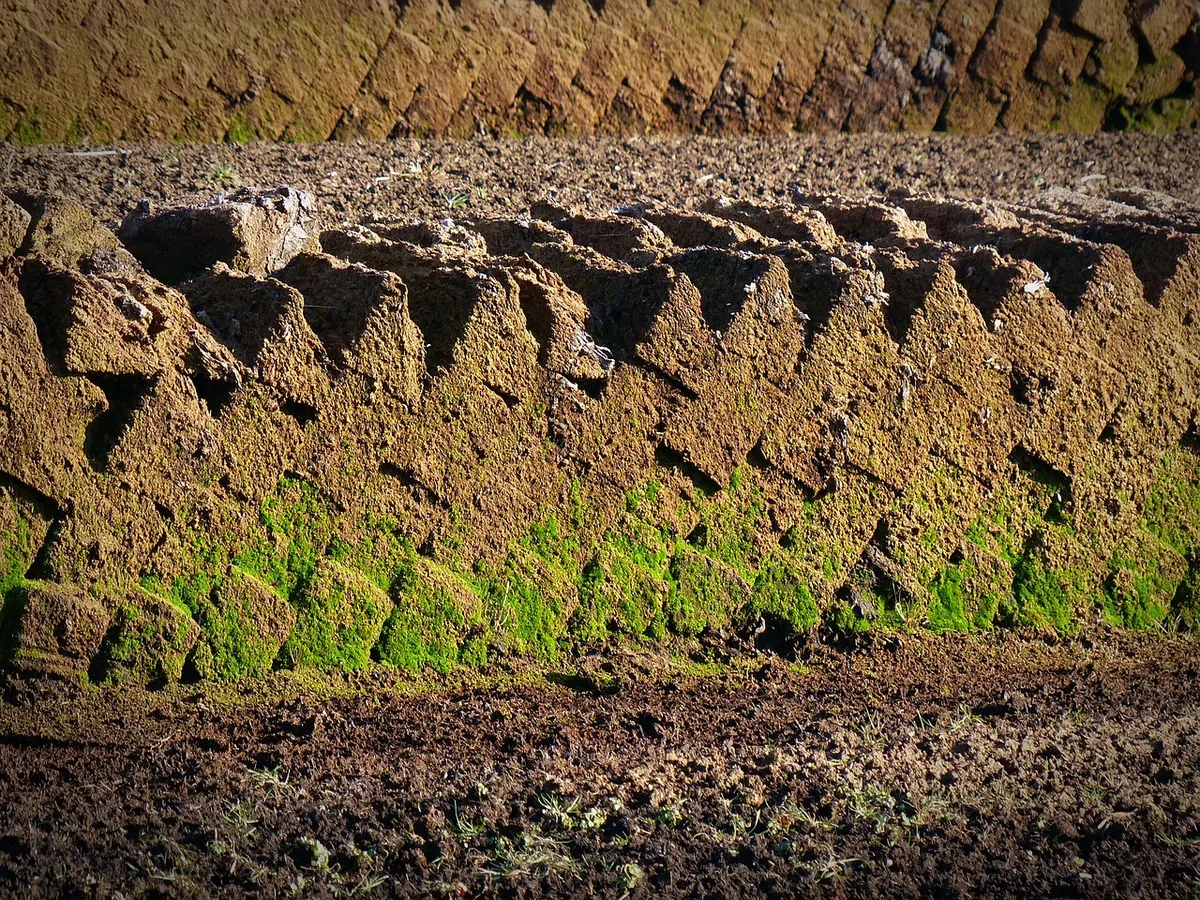 Moorland vs. Heathland vs. Bog: What's the Difference?