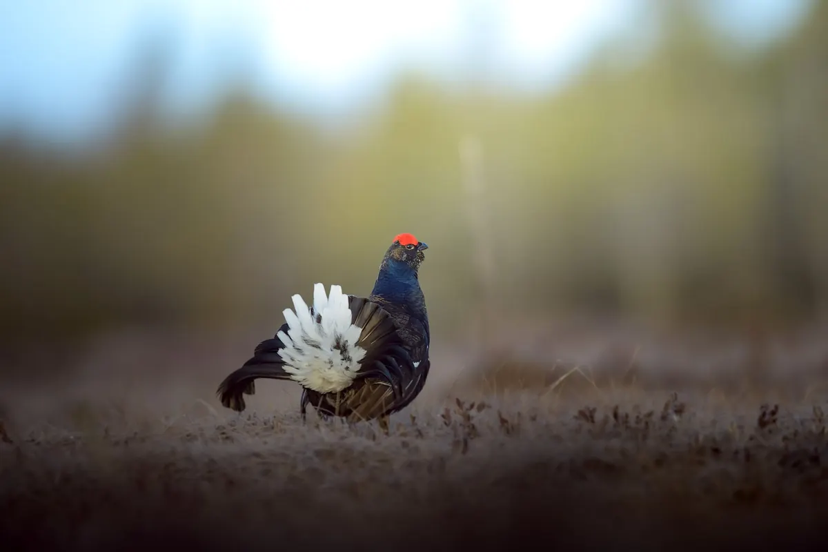 Where to See Red Grouse, Curlews, and Hen Harriers: Ethical Wildlife Watching on Moorland